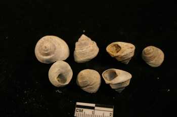 ID gasteropode - pleistocene